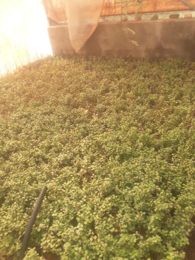 عکس گلخانه کالادیوم