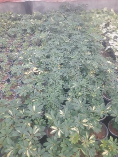 عکس گلخانه کالادیوم