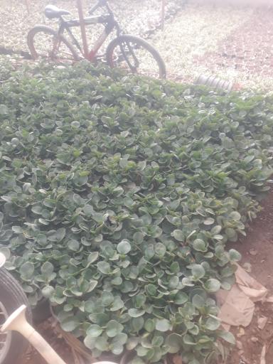 عکس گلخانه کالادیوم