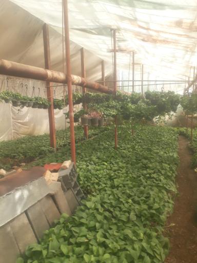 عکس گلخانه کالادیوم