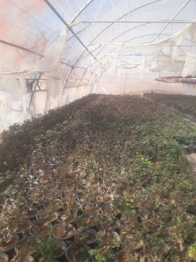 عکس گلخانه کالادیوم