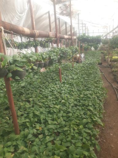 عکس گلخانه کالادیوم