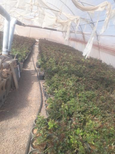 عکس گلخانه کالادیوم