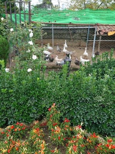 عکس اردوگاه نور نشتارود