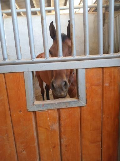 عکس باشگاه سوارکاری آزمون