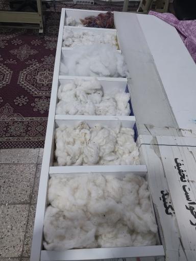 پنبه زنی خلیج