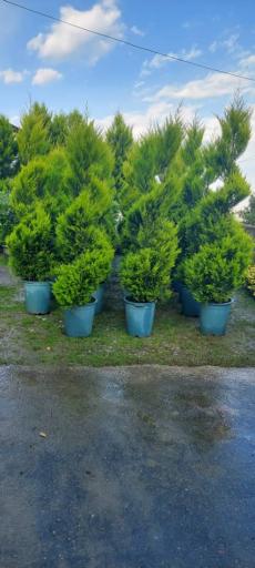 عکس نهالستان بزرگ باغ سبز