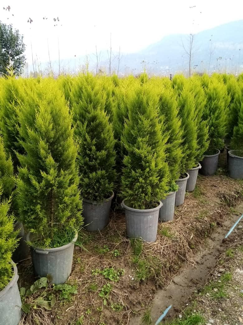 عکس نهالستان و گلستان باغ سبز