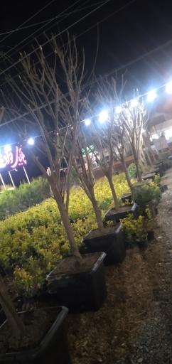 عکس نهالستان و گلستان باغ سبز