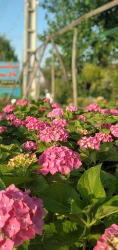 عکس نهالستان بزرگ باغ سبز