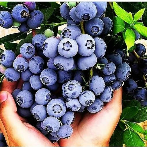 عکس نهالستان بزرگ باغ سبز