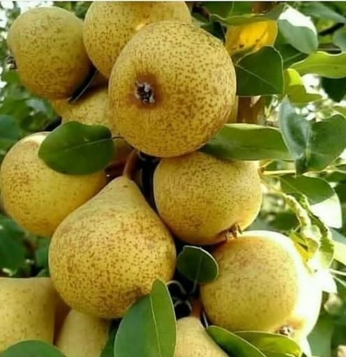 عکس نهالستان بزرگ باغ سبز