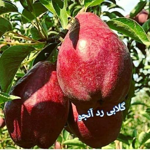 عکس نهالستان بزرگ باغ سبز