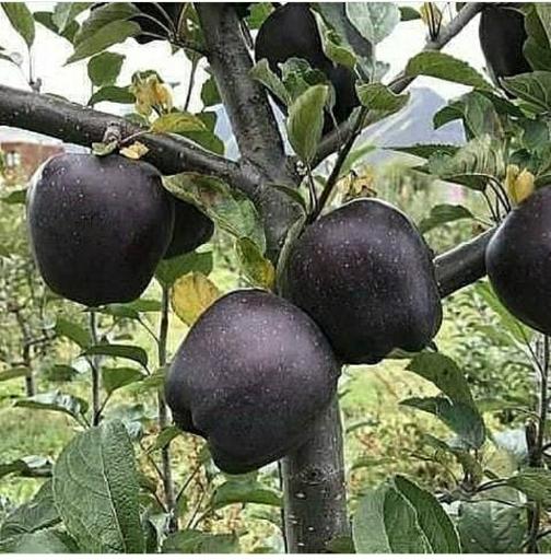 عکس نهالستان بزرگ باغ سبز