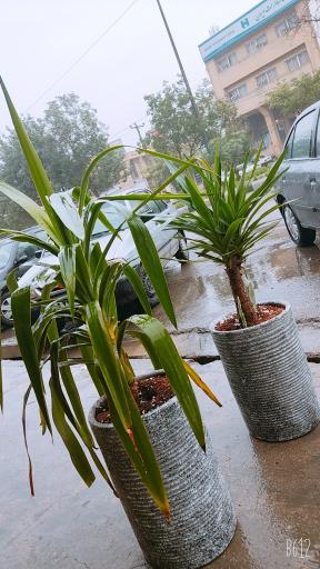 عکس کافه بلاروس