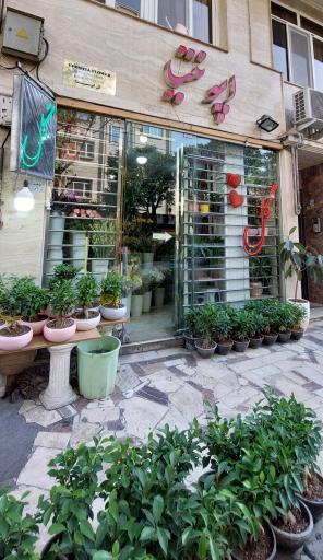 عکس گل اپونتیا