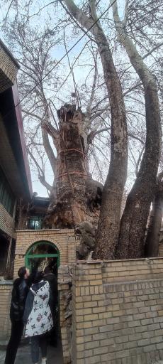 عکس درخت ۱۵۰۰ ساله برغان