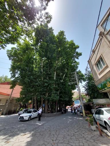 عکس درخت ۱۵۰۰ ساله برغان