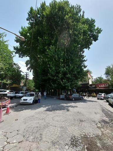 عکس درخت ۱۵۰۰ ساله برغان