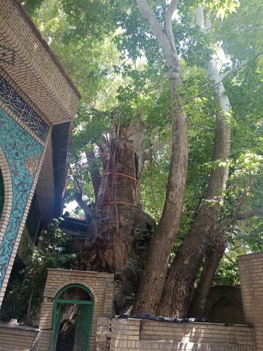 عکس درخت چنار ۱۵۰۰ ساله برغان