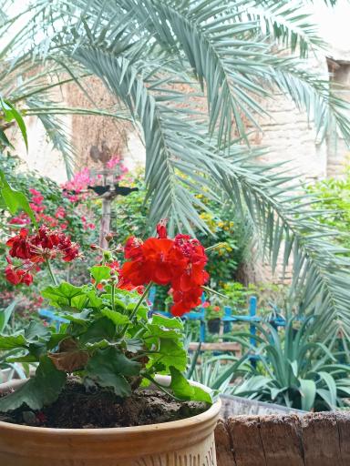 عکس کافه گلها