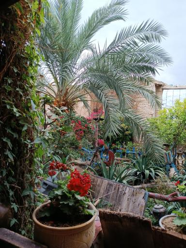 عکس کافه گلها