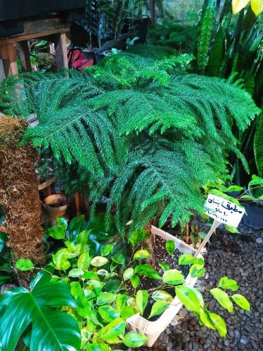 عکس گلکده شقایق