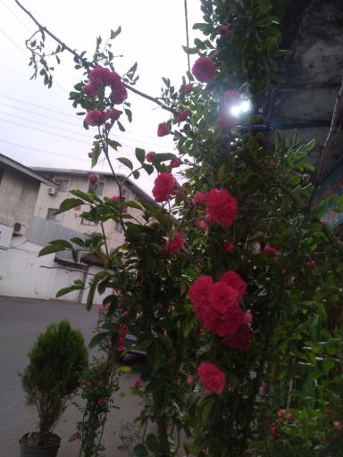 عکس گلکده شقایق