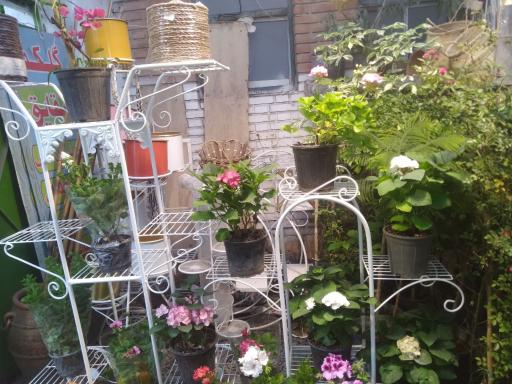 عکس گلکده شقایق