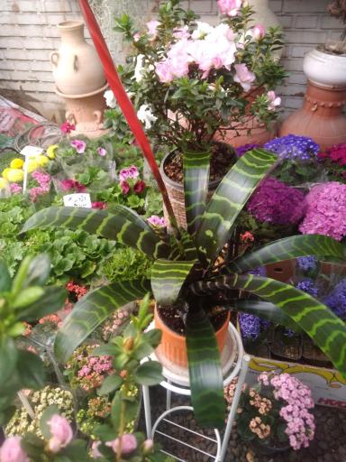 عکس گلکده شقایق