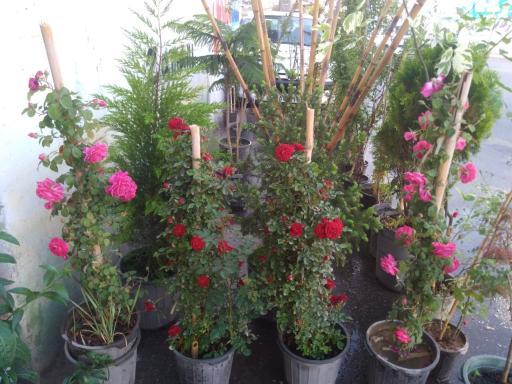 عکس گلکده شقایق