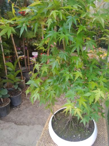 عکس گلکده شقایق