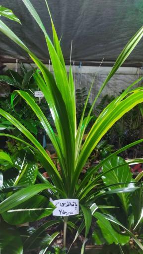 عکس گلکده شقایق