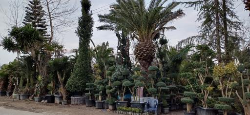 عکس گل و گیاه منصوری