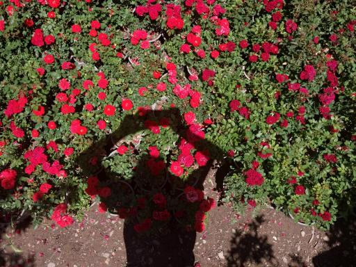 عکس بازار گل و گیاه شهرداری منطقه 2