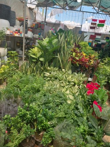 عکس بازار گل و گیاه شهرداری منطقه 2