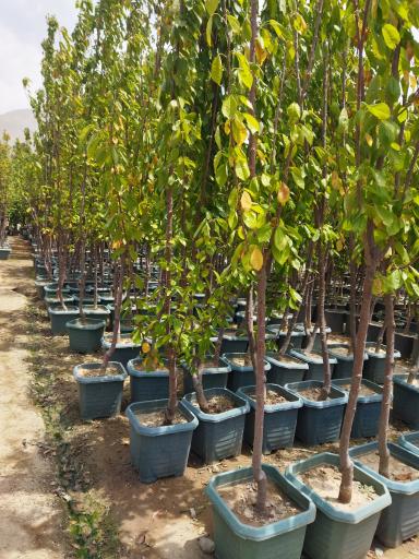 عکس نهالستان عباسی