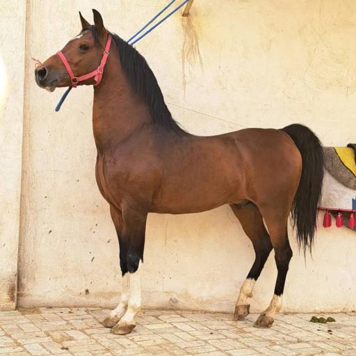 عکس باشگاه سوارکاری الماس