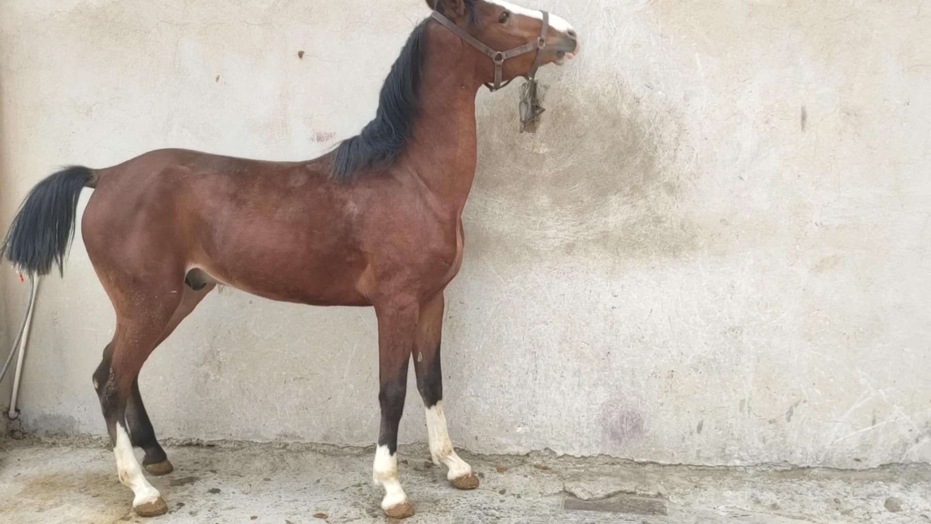 عکس باشگاه سوارکاری الماس