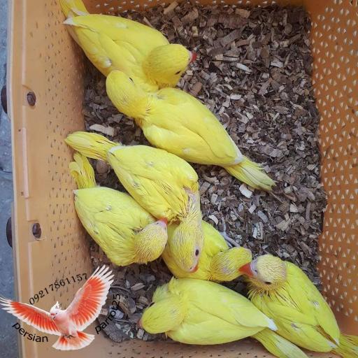 عکس سالن تکثیر پرندگانی زینتی فرامرزی 