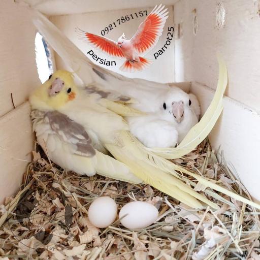 عکس سالن تکثیر پرندگانی زینتی فرامرزی 