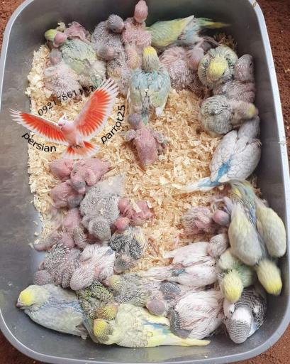 عکس سالن تکثیر پرندگانی زینتی فرامرزی 