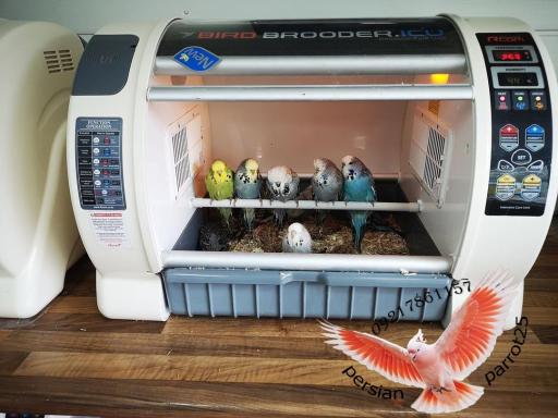 عکس سالن تکثیر پرندگانی زینتی فرامرزی 