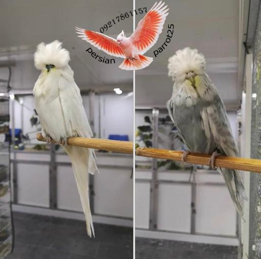 عکس سالن تکثیر پرندگانی زینتی فرامرزی 