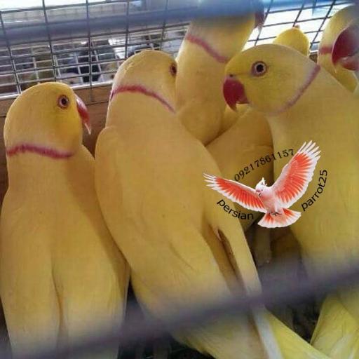 عکس سالن تکثیر پرندگانی زینتی فرامرزی 