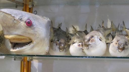 عکس فروشگاه سوغات جنوب