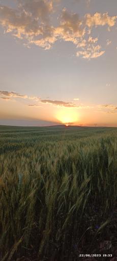 عکس گلوجه غمی