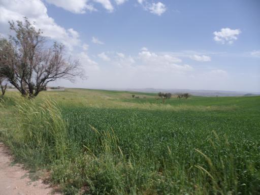 عکس گلوجه غمی