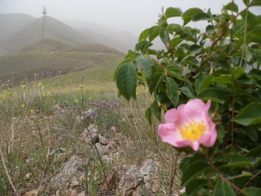 عکس گلوجه غمی