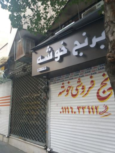 عکس برنج خوشه